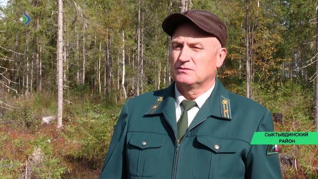 План по лесовосстановлению в Коми выполнен уже на 86%