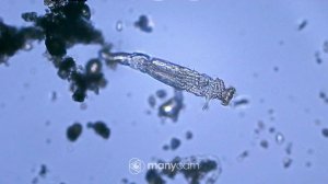 Огромная Коловратка!