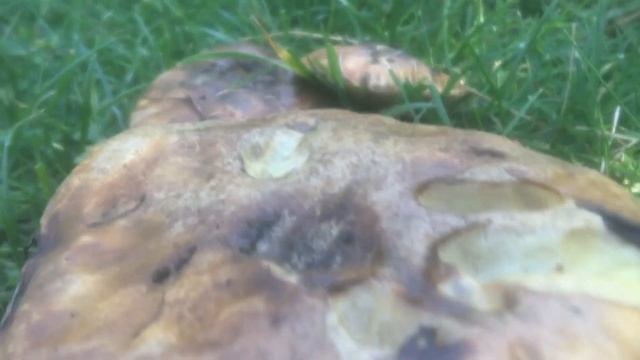 Гриби вдома смотреть онлайн