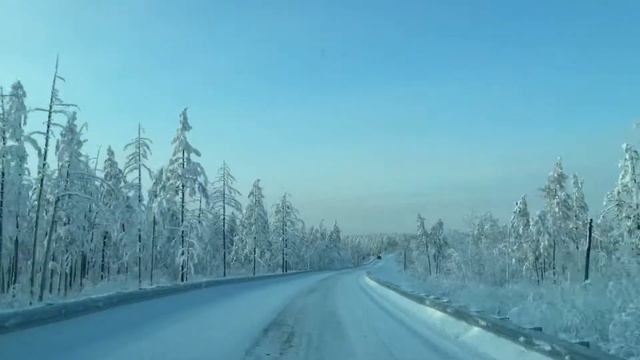 Самый красивый снежный лес