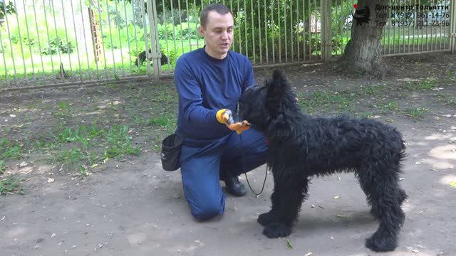 Учим собаку команде Стоять. Второй этап. Шигаев Роман и ризеншнауцер Куба. Тольятти, 21 августа 2019