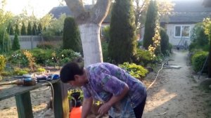 Внекорневая подкормка хвойников