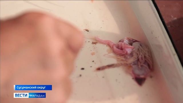 Паразиты повсюду - гельминтологи изучили рыбу в озере Малык смотреть онлайн