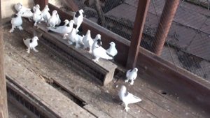 Бакинские Бойные Голуби. Чимирис В. Н.  Кривой Рог.