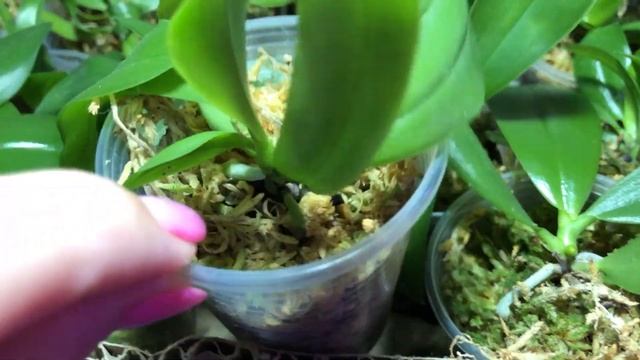 АКЦИЯ!!! СЕЯНЦЫ ПО 350 РУБ. Сортовые Азиатские фаленопсисы. смотреть онлайн