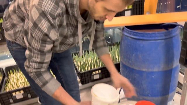 ? Питательный раствор для выгонки Тюльпанов смотреть онлайн