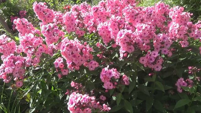 Флокс Лариса. Обязательно посадите его в своем саду! смотреть онлайн