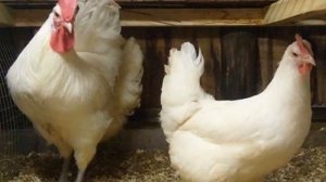 Разведение кур Бресс-Галльской породы как бизнес идея | Бресс-Галльские куры