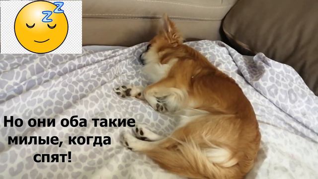 Характер чихуахуа Торри и Шарика смотреть онлайн
