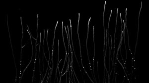 björk: mycelia (visual)