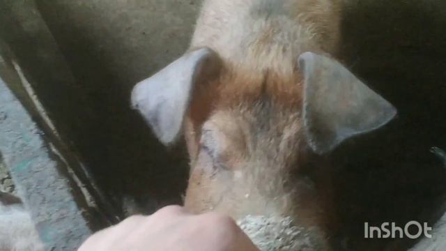 Сделал поилки для свиней. Достроил ещё одну клетку для свиноматки. смотреть онлайн