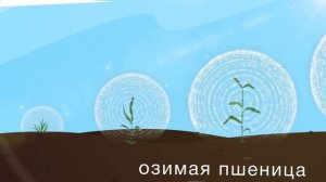 Презентация фунгицида Инпут