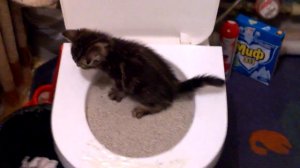 Котёнок учиться ходить в туалет на унитаз