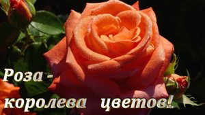 Красивой женщине - красивые слова! /Роза - королева цветов
