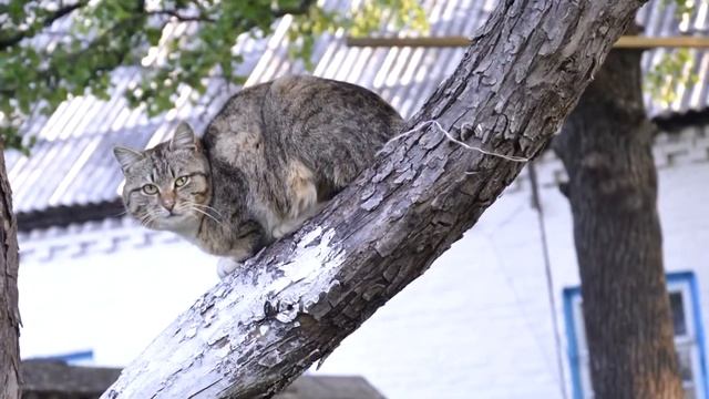 КОШКА БЕСПОРОДНАЯ. смотреть онлайн