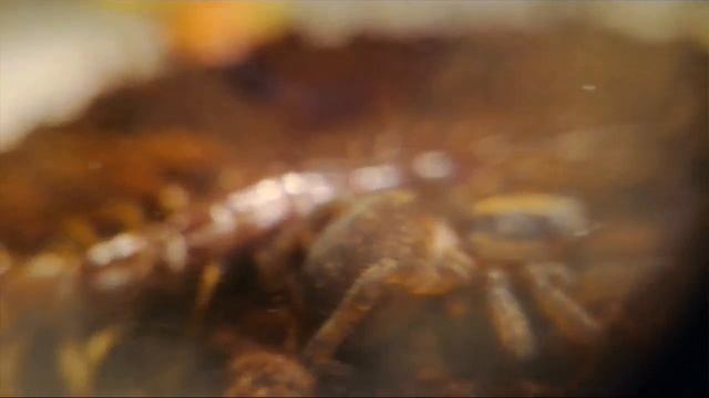 КОСТЯНКА ОБЫКНОВЕННАЯ! | Новый питомец! смотреть онлайн