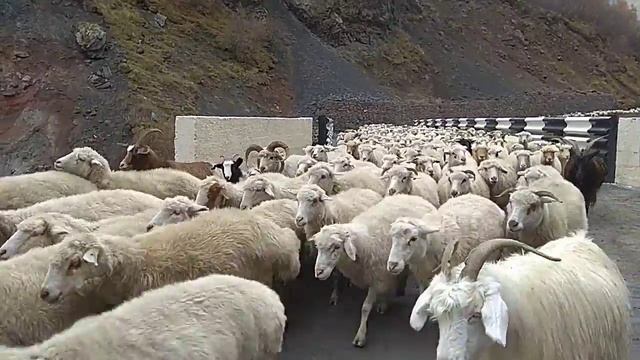 Грузия - мост через реку Терек. Отара овец. смотреть онлайн