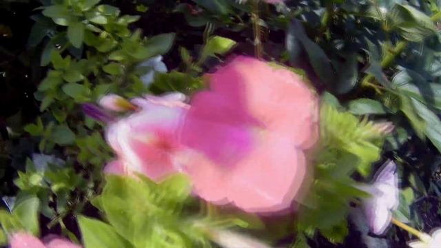 Герань цветет в саду. Август 2018. смотреть онлайн