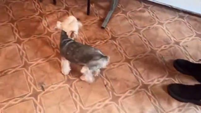 Йорк до и после стрижки./ 26 марта 2021г./ стрижка собак. смотреть онлайн