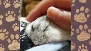 СМЕШНЫЕ ХОМЯЧКИ ДЖУНГАРИКИ покорили весь мир) ПРИКОЛЫ #ОЗВУЧКА