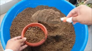 How to Propagate Bougainvillea from Cuttings