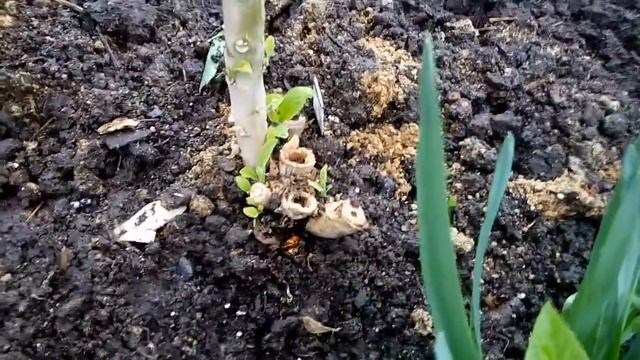 Сегодня посадила свои бругмансии в грунт, от этого радость и облегчение на Душе, ура! смотреть онлайн