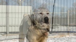 Питомник Федякиных