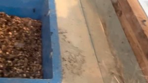 Ферма мух как и обещал(опарыш для корма перепелов белок)