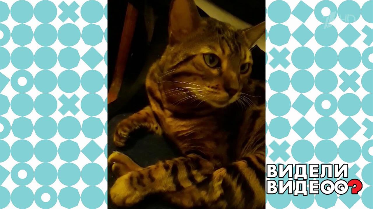 Вовка, споем! Видели видео? Фрагмент выпуска от 22.09.2019