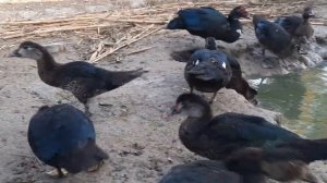 индоутка бокиш