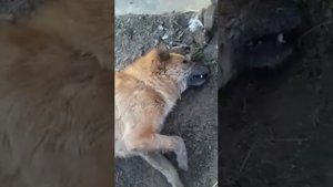 Астрахань ноябрь 2019. Не для детей. Жестокое обращение с животными