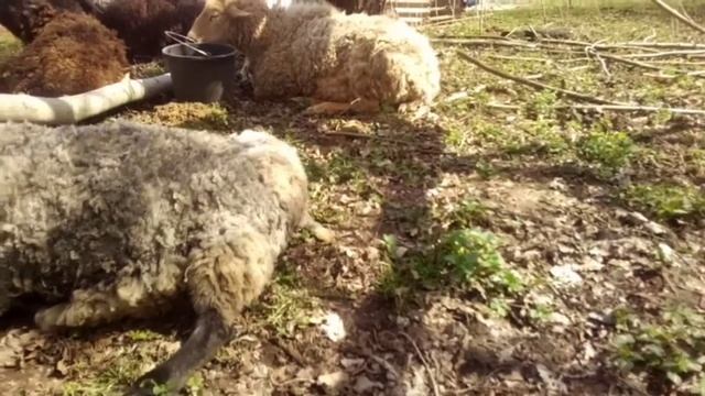 Стрижка Копыт Без Связывания и Без Кандалов смотреть онлайн