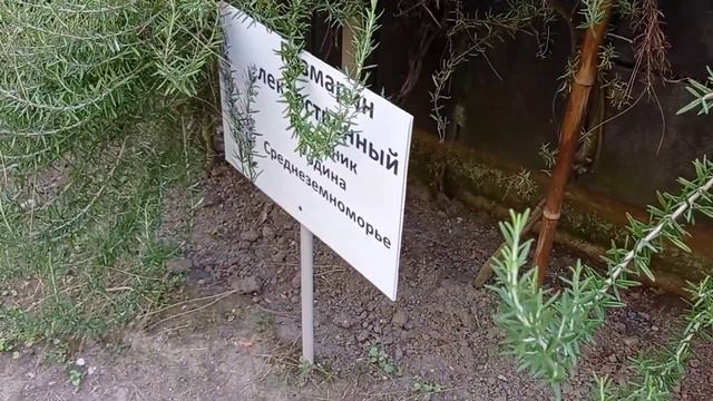 тропические растения смотреть онлайн