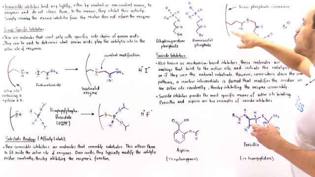 Group Specific, Affinity Labels and Suicide Inhibitors смотреть онлайн
