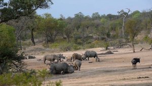 10 интересных фактов о носорогах