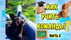 10 простых команд для начинающих и щенков или Как учить команды. Часть 3