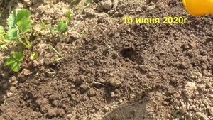 Какие семена кабачков всходят быстрее всех.