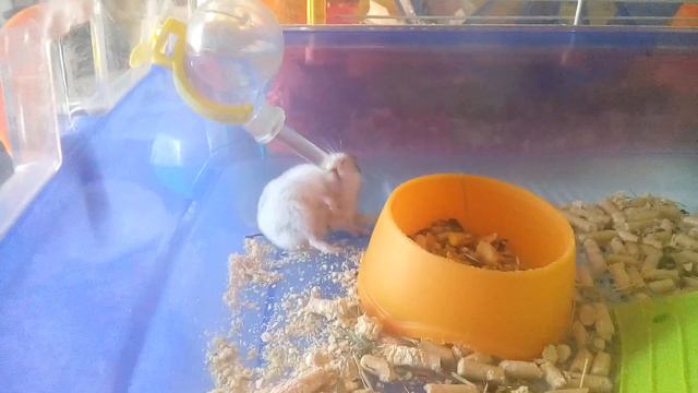 ЛЕНИВЫЙ 🐹 ДЖУНГАРИК ПЬЕТ ЛЕЖА | Хомячуля: Secret Life Hamster - Pets