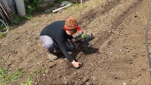 Как посадить и вырастить картошку из глазков