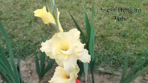 Garden Tips 07 || Accurate  Glamini Gladiolus Silvia plant with natural view