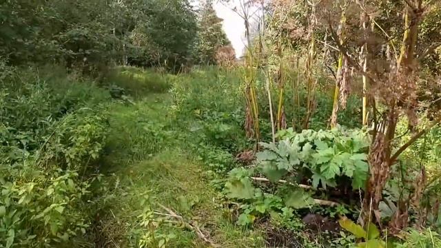 Коп металлолома 22 августа 2021г. нашёл большую пружину. смотреть онлайн