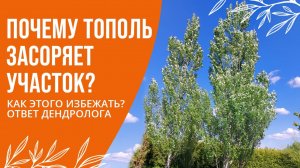 ПОЧЕМУ ТОПОЛЬ ЗАСОРЯЕТ УЧАСТОК? КАК ЭТОГО ИЗБЕЖАТЬ?