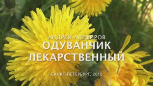 Одуванчик лекарственный. Алефиров А.Н.