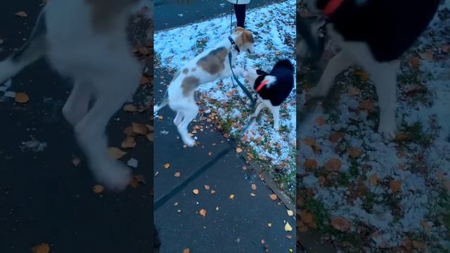 Щенки русская борзая и русско-европейская лайка? #borzoi #dog #борзая #псовые #русскаяборзая #pappu