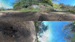 Massif du Tanneron, mimosas fleuris en 360°