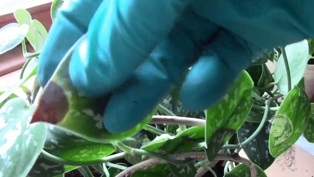 СЦИНДАПСУС РАСПИСНОЙ, ВЫНУЖДЕННАЯ ПЕРЕВАЛКА ЗИМОЙ смотреть онлайн