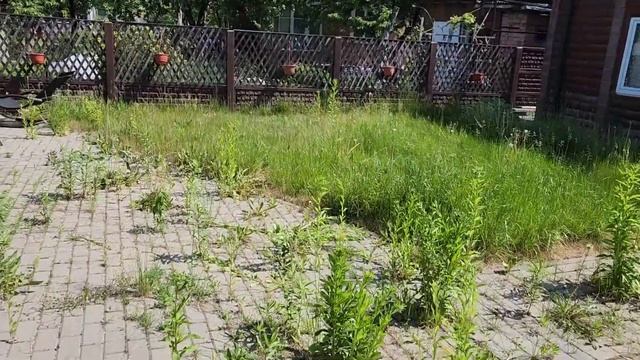 Мойка плитки от травы и мха смотреть онлайн