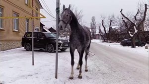 Рысаки цыганские