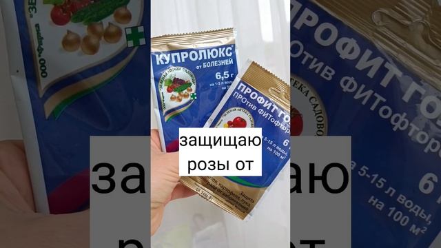Как распознать болезни роз и бороться с ними. Часть 1. Ложная мучнистая роса на розах