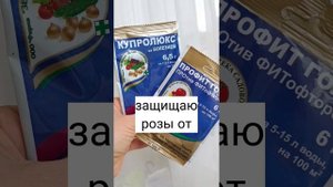 Как распознать болезни роз и бороться с ними. Часть 1. Ложная мучнистая роса на розах